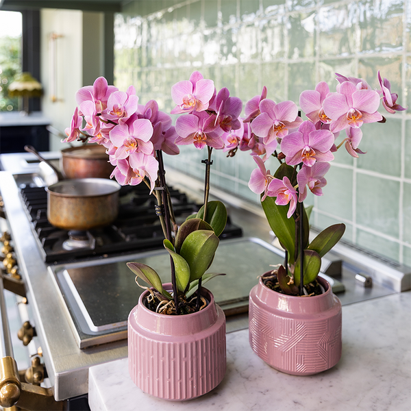 Schmetterlingsorchidee ‚Treviso' – Phalaenopsis – Ansicht 4