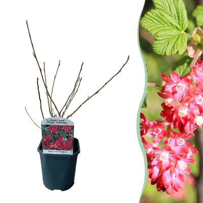 Blut-Johannisbeere ‚King Edward VII' – Ribes sanguineum