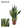 Bogenhanf ‚Futura Superba' – Sansevieria trifasciata