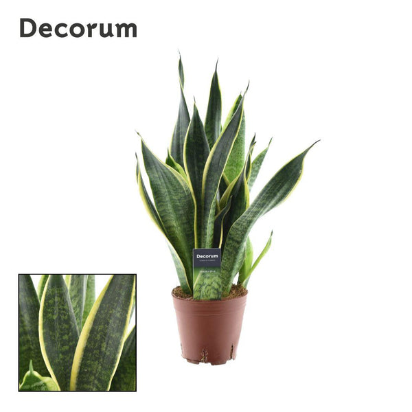Bogenhanf ‚Futura Superba' – Sansevieria trifasciata