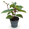Rispenhortensie ‚Living Infinity' – Hydrangea paniculata – Ansicht 2