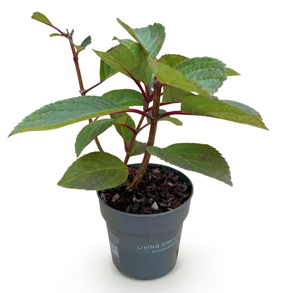 Rispenhortensie ‚Living Infinity' – Hydrangea paniculata – Ansicht 2