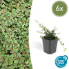 Teppich-Zwergmispel ‚Queen of Carpets' – Cotoneaster procumbens