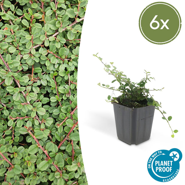 Teppich-Zwergmispel ‚Queen of Carpets' – Cotoneaster procumbens