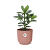 Clusia rosea ‚Princess'