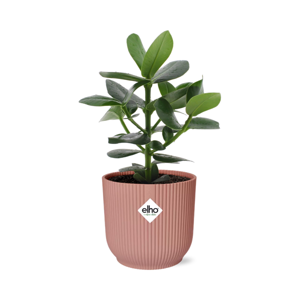 Clusia rosea ‚Princess'