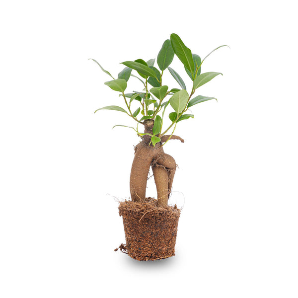 Ficus Ginseng Bonsai – Ficus microcarpa – Ø 6 cm