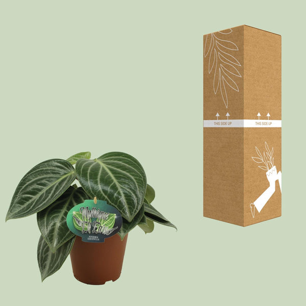 Zwergpfeffer – Peperomia sarcophylla – Ansicht 3