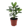 Clusia rosea ‚Princess' – Ø 12 cm · 15 cm
