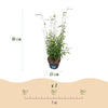 Schirmbambus ‚Black Dragon' – Fargesia nitida – Ansicht 3