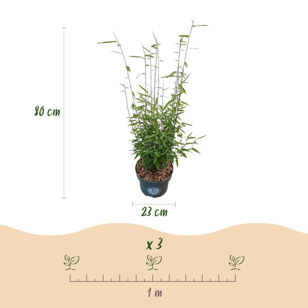 Schirmbambus ‚Black Dragon' – Fargesia nitida – Ansicht 3