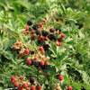 Brombeere ‚Thornfree Evergreen' – Rubus fruticosus – Ansicht 5