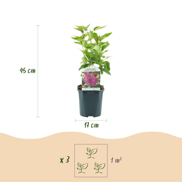 Gemeiner Flieder ‚Ludwig Späth' – Syringa vulgaris – Ansicht 3