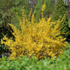Forsythie ‚Goldrausch' – Forsythia intermedia – Ansicht 5