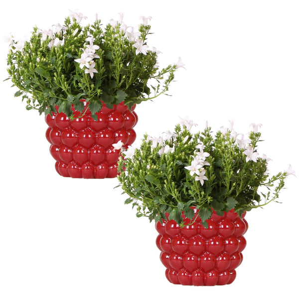 Glockenblume ‚Addenda Ambella White' – Campanula