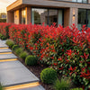 Glanzmispel ‚Red Robin' – Photinia × fraseri – Ansicht 6