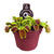 Venusfliegenfalle – Dionaea muscipula – 1 Stück