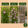 Waldrebe ‚Piilu' – Clematis – Ansicht 5