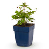 Herbst-Anemone ‚Splendens' – Anemone hupehensis – Ansicht 2