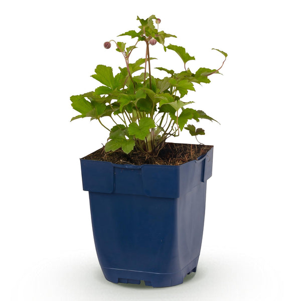 Herbst-Anemone ‚Splendens' – Anemone hupehensis – Ansicht 2