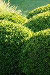 Buchsbaum – Buxus sempervirens – Ansicht 8