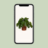 Ufopflanze – Pilea peperomioides – Ansicht 4