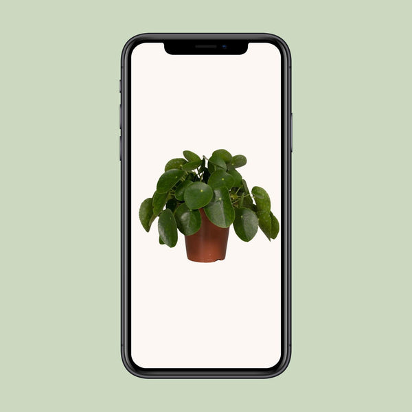 Ufopflanze – Pilea peperomioides – Ansicht 4
