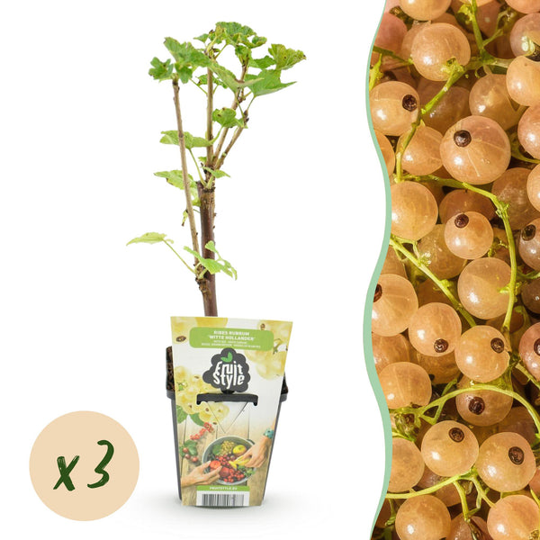 Weiße Johannisbeere ‚Witte Hollander' – Ribes rubrum