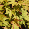 Japanischer Ahorn ‚Summergold' – Acer palmatum – Ansicht 5