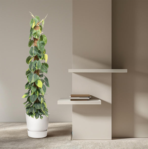 Baumfreund ‚Brasil' – Philodendron scandens – Ansicht 4