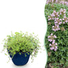 Kriech-Thymian ‚Minor' – Thymus praecox