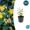 Johanniskraut ‚Annebel' – Hypericum × inodorum