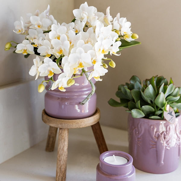 Schmetterlingsorchidee ‚Nazaré' – Phalaenopsis – Ansicht 7