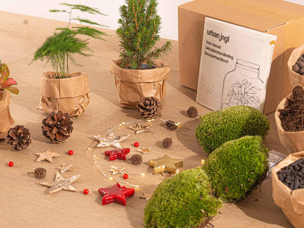 Terrarium-Set „Mini-Weihnachtsbaum“ – 3 Pflanzen, Nachfüll- & Starterpaket