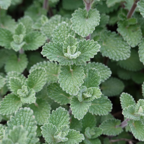 Kleinblütige Bergminze – Calamintha nepeta subsp. nepeta – Ansicht 4
