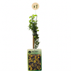 Winterjasmin – Jasminum nudiflorum – Ansicht 2
