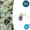 Efeu ‚Glacier' – Hedera helix