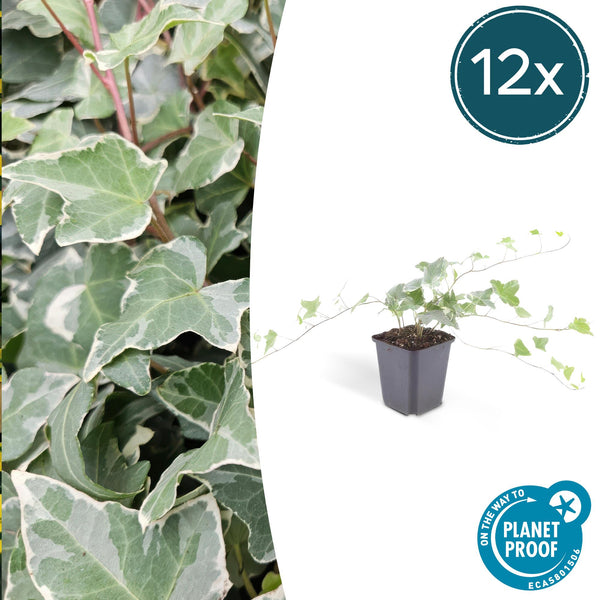 Efeu ‚Glacier' – Hedera helix