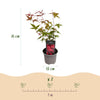 Fächerahorn ‚Beni-maiko' – Acer palmatum – Ansicht 3