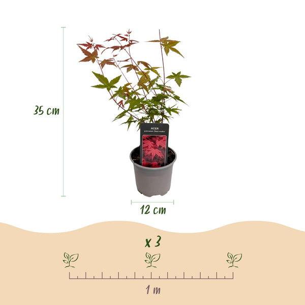 Fächerahorn ‚Beni-maiko' – Acer palmatum – Ansicht 3