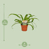 Nestfarn – Asplenium antiquum – Ansicht 2