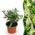 Schmetterlingsflieder ‚Butterfly Candy Little White' – Buddleja davidii – 1 Stück