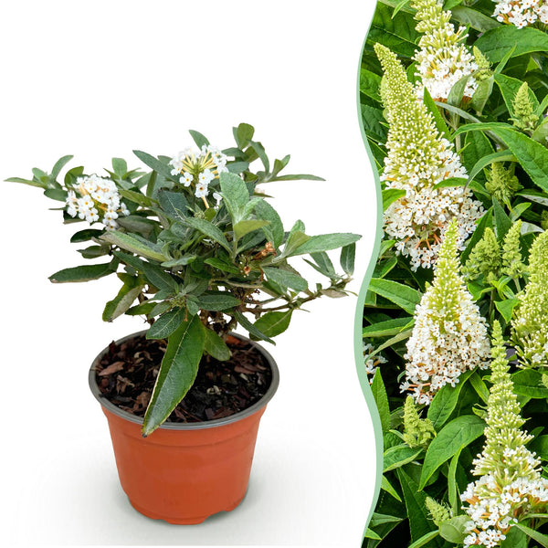 Schmetterlingsflieder ‚Butterfly Candy Little White' – Buddleja davidii – 1 Stück