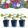 Storchschnabel Tricolour – Geranium – Ansicht 2