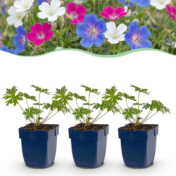 Storchschnabel Tricolour – Geranium – Ansicht 2
