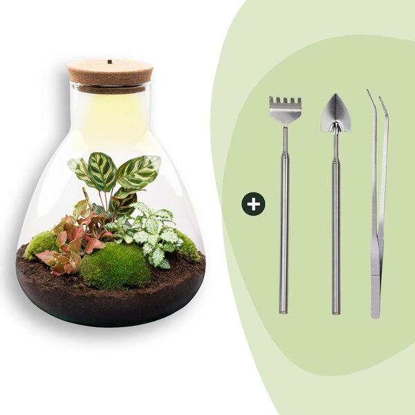 Flaschengarten-Set „Sam Calathea" – DIY-Terrarium mit Lampe und Calathea