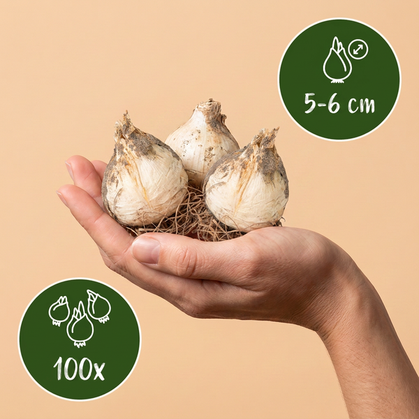 Kugelköpfiger Lauch – Allium sphaerocephalon – Ansicht 3