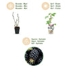 Brombeere ‚Black Satin' – Rubus fruticosus – Ansicht 9