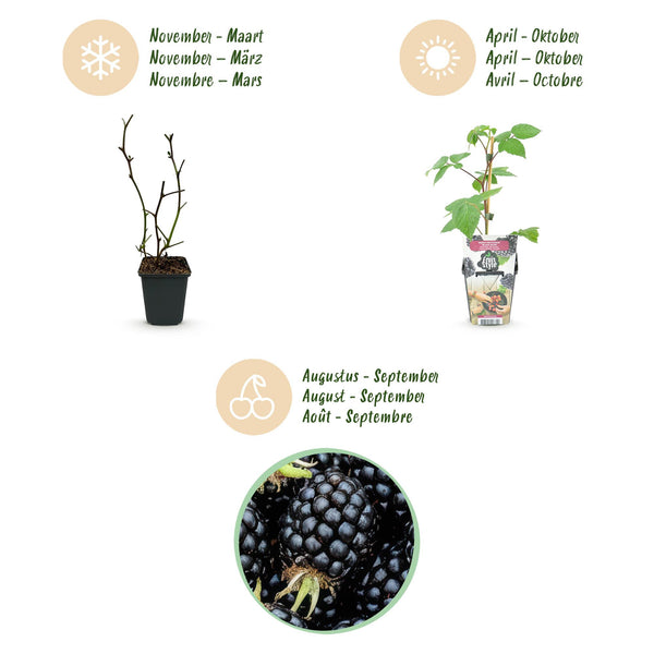 Brombeere ‚Black Satin' – Rubus fruticosus – Ansicht 9