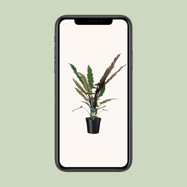 Alocasia lauterbachiana – Ansicht 4